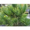 Pinus cembra 'Glauca' (1)