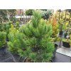 Pinus cembra 'Glauca' (3)