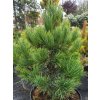 Pinus cembra 'Glauca' (2)
