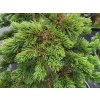 Pinus aristata 'Glauca'
