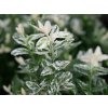 1289 183 EUONYMUS fortunei Harlequin en Mai 1320x1320