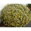 37224 3 37224 3 emerald gold