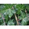 Břečťan popínavý 'Thorndale' - Hedera helix 'Thorndale'