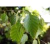 Betula albosinensis Fascination scaled