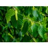 Betula papyrifera–Paper birch–Betulaceae–7 1 20 2