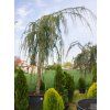 37458 5 glauca pendula cedr2