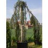 37458 6 glauca pendula cedr3