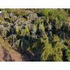 37458 7 glauca pendula cedr4