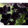 Petunia 'Ray Black' - Petunia hybrida 'Ray Black'