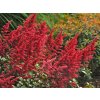 37827 cechrava arendsova fanal astilbe x arendsii fanal