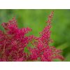 Čechrava japonská 'Koblenz' - Astilbe japonica 'Koblenz'