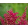 Čechrava japonská 'Koblenz' - Astilbe japonica 'Koblenz'