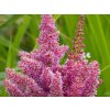 Čechrava japonská 'Mainz' - Astilbe japonica 'Mainz'