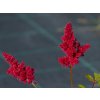 Astilbe Red Sentinel (3)