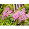 Čechrava simplicifolia 'Henny Graafland' - Astilbe simplicifolia 'Henny Graafland'