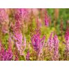 Čechrava taquetii 'Purpurlanze' - Astilbe taquetii 'Purpurlanze'