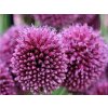 Česnek kulatohlavý - Allium sphaerocephalon