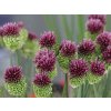 Česnek kulatohlavý - Allium sphaerocephalon