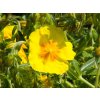 Helianthemum Golden Queen (2)