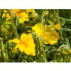Helianthemum Golden Queen (3)