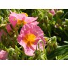 Helianthemum x hybridum 'Lawrensons Pink'