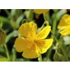Devaterník x hybr. 'Sterntaler' - Helianthemum x hybr. 'Sterntaler'