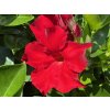 Diplandénie 'Rio Deep Red' - Mandevilla 'Rio Deep Red'