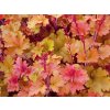 Dlužicha 'Marmalade' (EU17452) - Heuchera 'Marmalade'