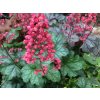 Dlužicha 'Paris' - Heuchera 'Paris'  Heuchera 'Paris'