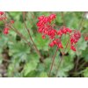 Dlužicha krvavá 'Ruby Bells' - Heuchera sanguinea 'Ruby Bells'
