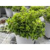 origanum vulgare