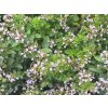Oregáno, dobromysl obecná - Origanum vulgare