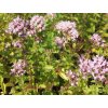 Oregáno, dobromysl obecná 'Aureum' - Origanum vulgare 'Aureum'