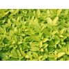 Oregáno, dobromysl obecná 'Aureum' - Origanum vulgare 'Aureum'