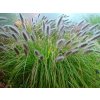 Dochan psárkovitý 'Moudry' - Pennisetum alopecuroides 'Moudry'