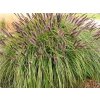 Dochan psárkovitý var. viridiscens - Pennisetum alopecuroides var. viridiscens