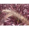 38946 1 dochan sety fireworks pennisetum advena fireworks