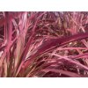 38946 3 dochan sety fireworks pennisetum advena fireworks