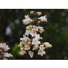 Penstemon digitalis 'Husker Red Strain'