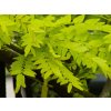 Gleditsia Sunburst (1)