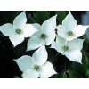 schmettering
