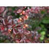 berberys thunberga carmen 001
