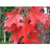 quercus rubra2