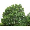 Dub letní  Quercus robur