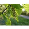 carpinus