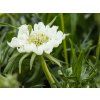 40131 scabiosa perfecta alba