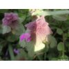 40203 hluchavka skvrnita purple dragon lamium maculatum purple dragon