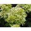 Hydrangea paniculata Candlelight (1)