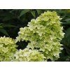 Hydrangea paniculata Candlelight (2)