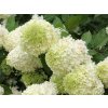 Hortenzie latnatá 'Limelight®'